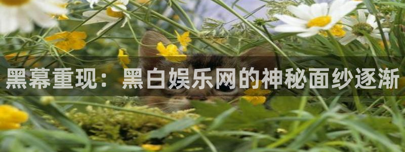 888贵宾会官网：黑幕重现：黑白娱乐网的神秘面纱逐渐